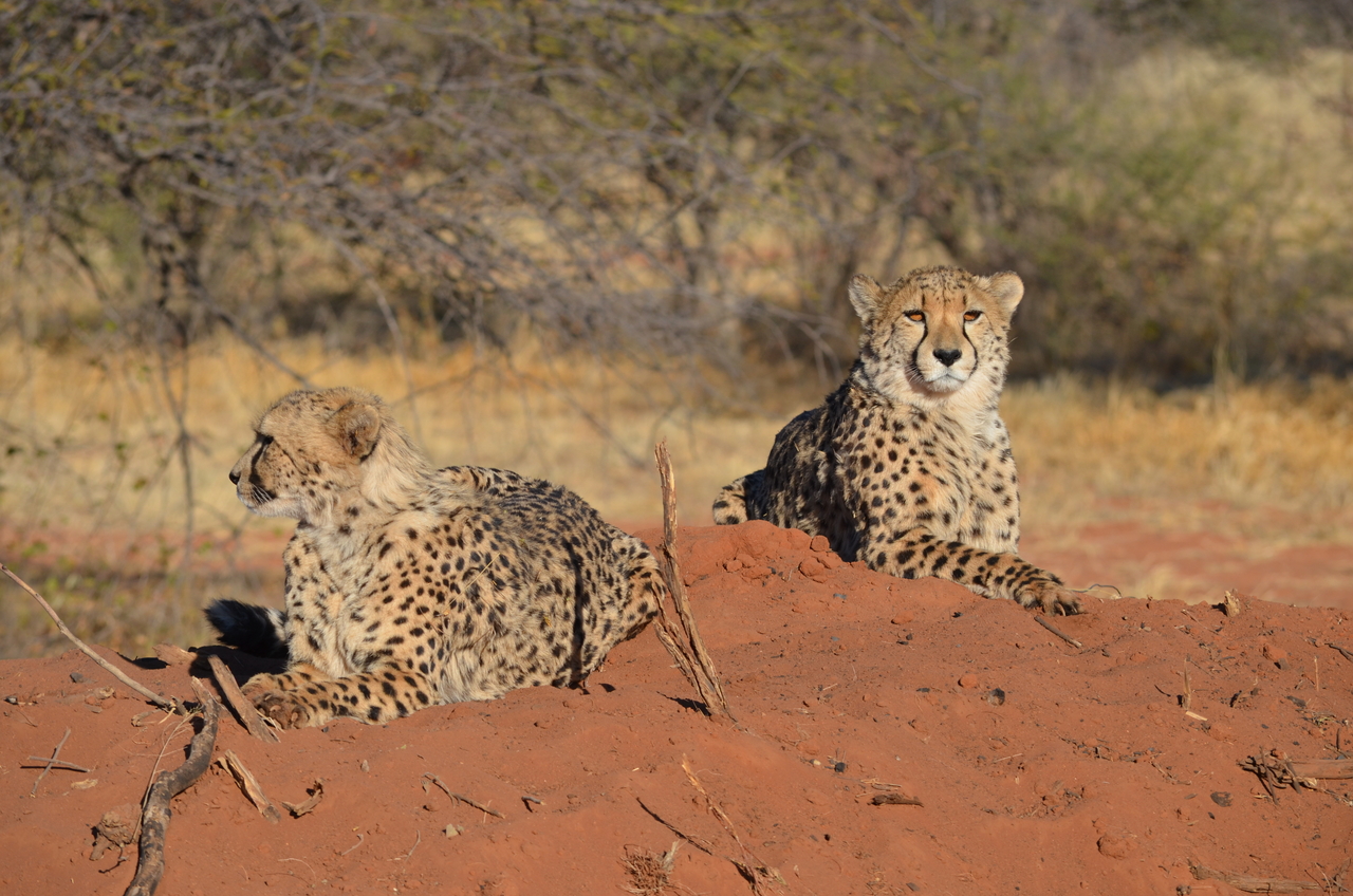[5130] 2016_06_23_07_02_53_Africa_NIKON_D5100_IMG__00095.jpg