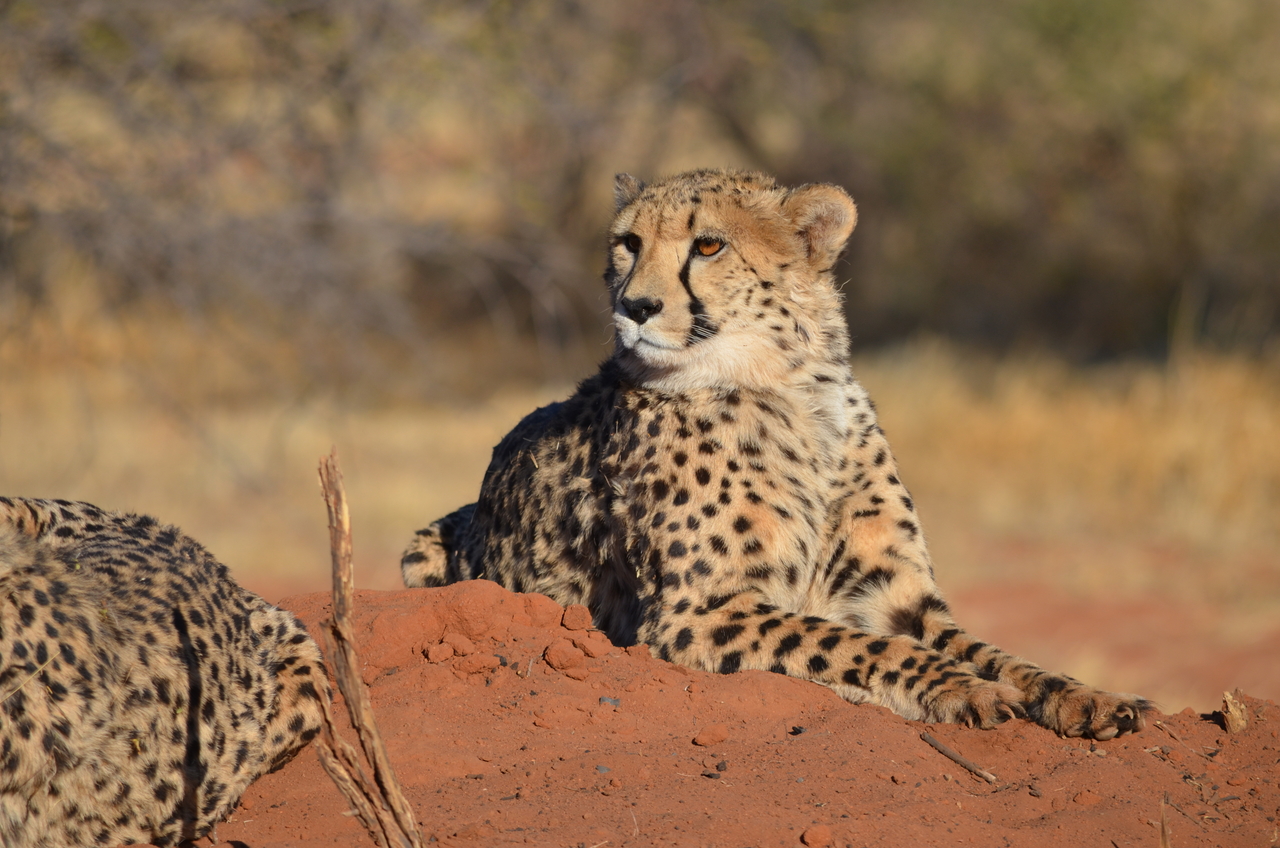 [5132] 2016_06_23_07_06_03_Africa_NIKON_D5100_IMG__00096.jpg