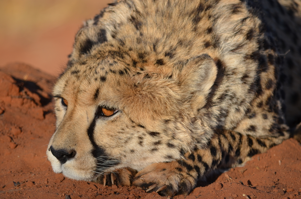 [5144] 2016_06_23_07_23_05_Africa_NIKON_D5100_IMG__00102.jpg