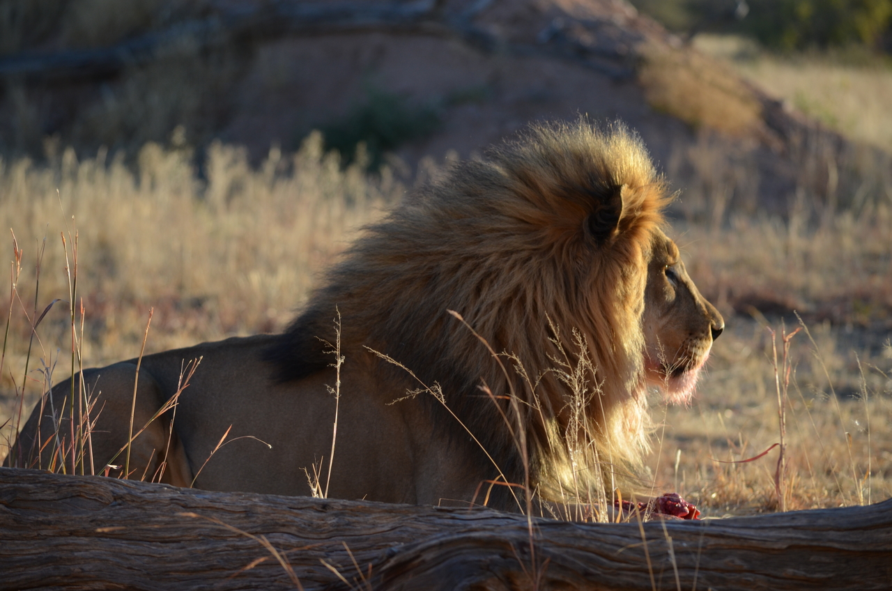 [5177] 2016_06_23_07_55_09_Africa_NIKON_D5100_IMG__04737.jpg