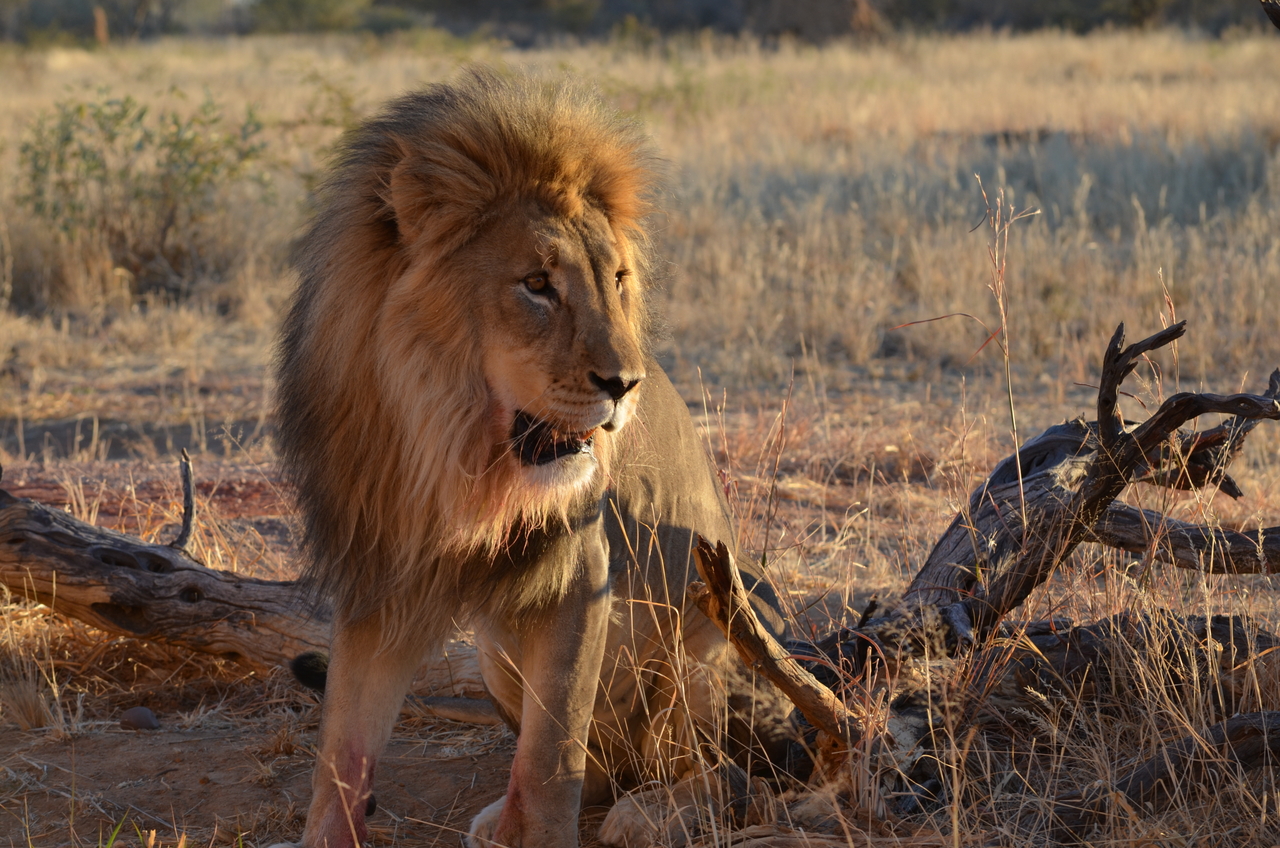 [5234] 2016_06_23_08_04_29_Africa_NIKON_D5100_IMG__00144.jpg