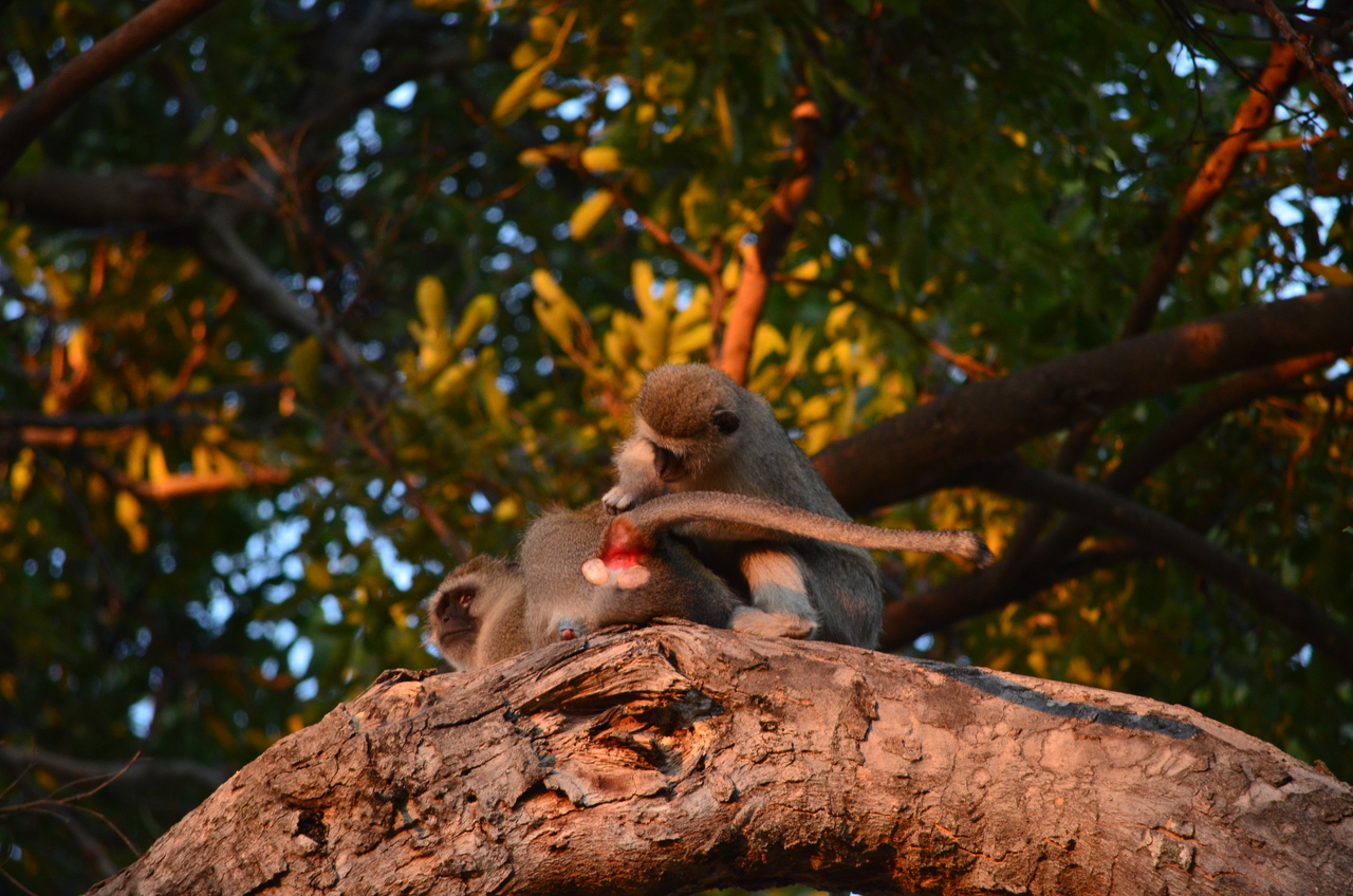 [17343] 2016_06_27_21_19_32_Africa_NIKON_D5100_IMG__00333.jpg