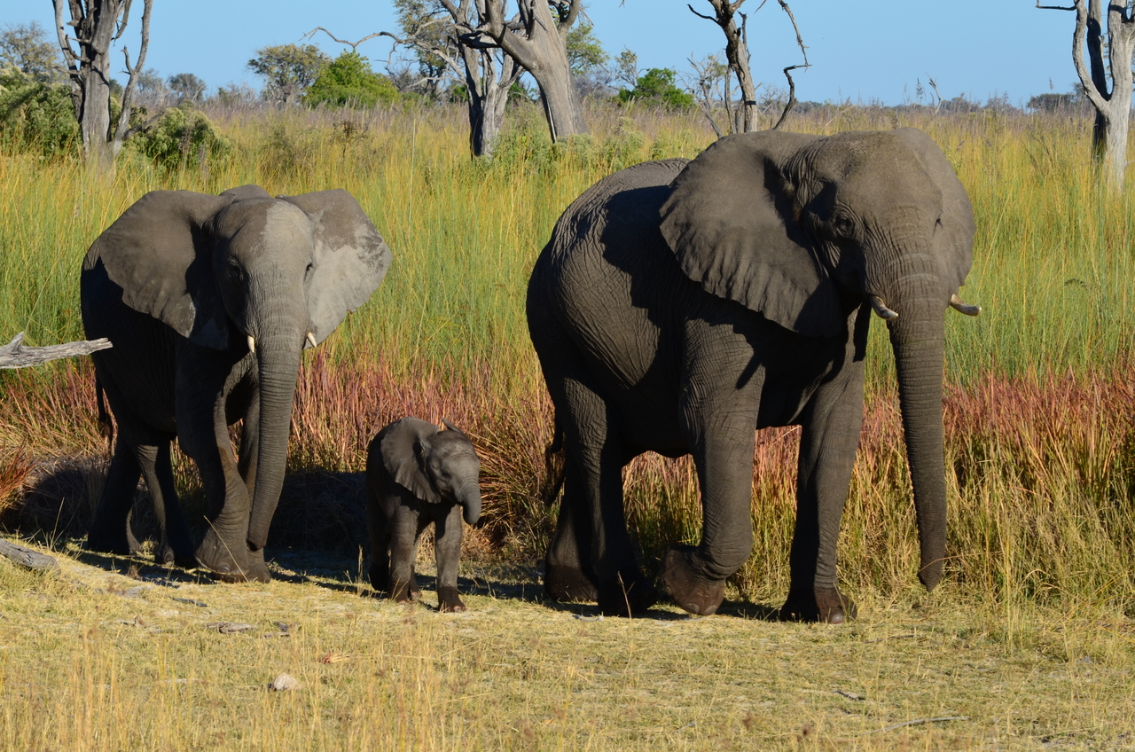 [17376] 2016_06_27_22_29_44_Africa_NIKON_D5100_IMG__04971.jpg
