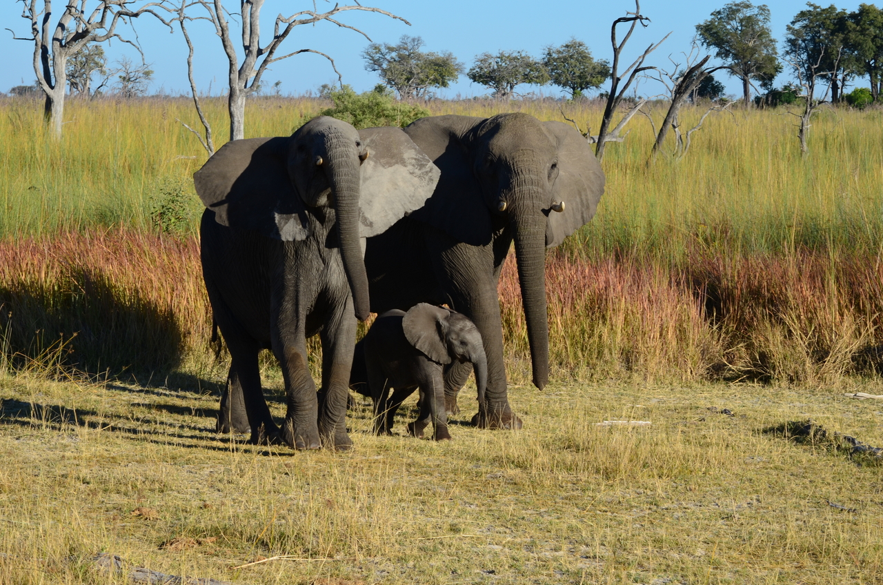 [17382] 2016_06_27_22_29_53_Africa_NIKON_D5100_IMG__04974.jpg