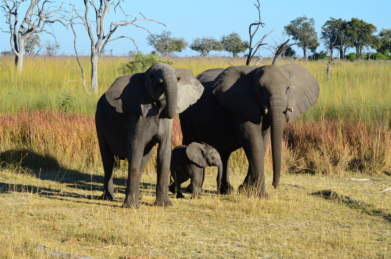 [17383] 2016_06_27_22_29_57_Africa_NIKON_D5100_IMG__00353.jpg