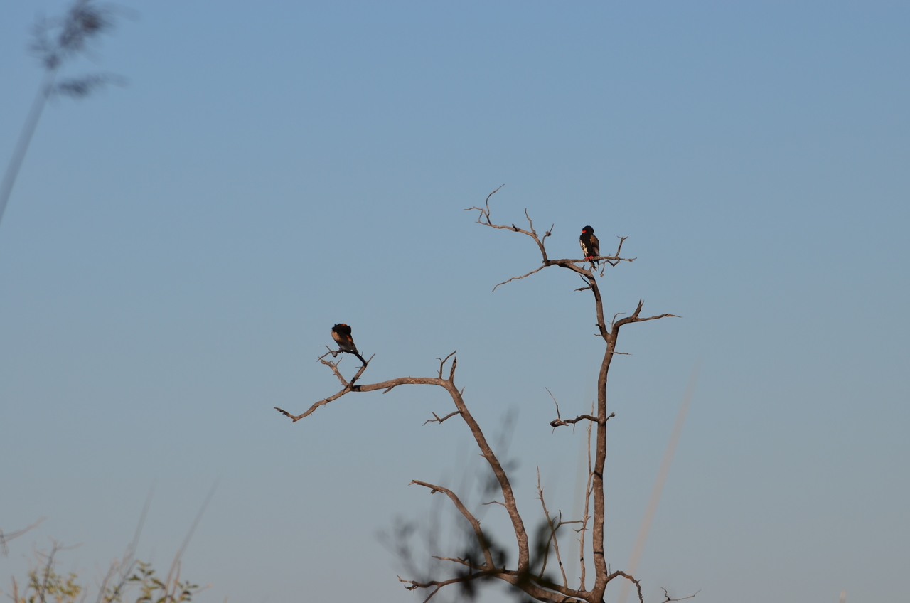 [17387] 2016_06_27_22_34_28_Africa_NIKON_D5100_IMG__00355.jpg
