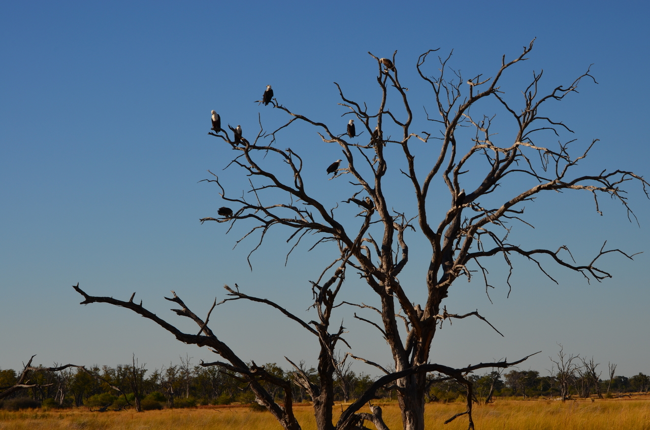 [17391] 2016_06_27_22_45_32_Africa_NIKON_D5100_IMG__00357.jpg