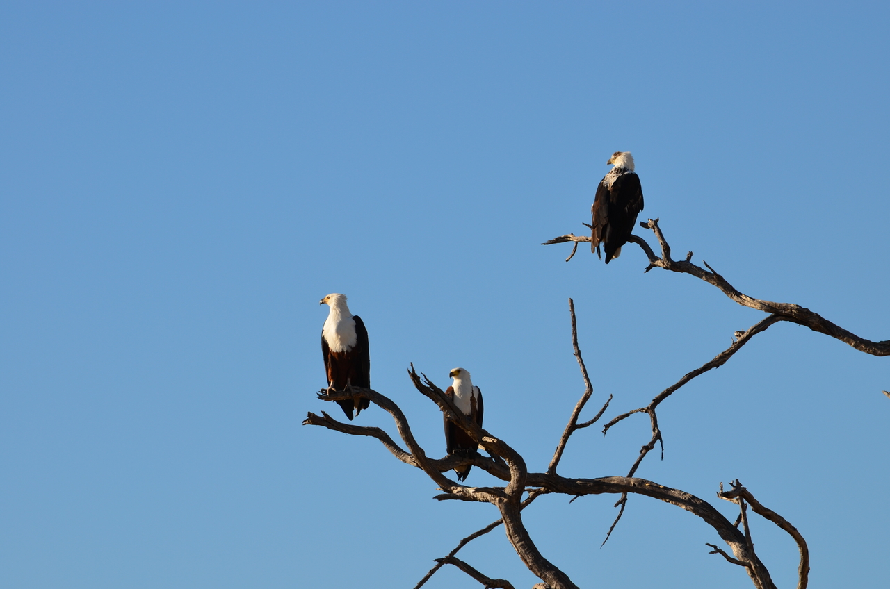 [17394] 2016_06_27_22_45_55_Africa_NIKON_D5100_IMG__04980.jpg
