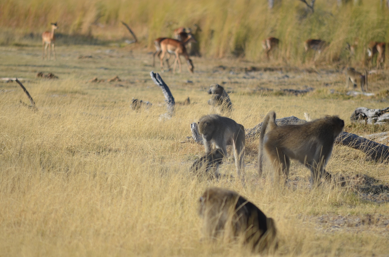 [17410] 2016_06_27_22_55_56_Africa_NIKON_D5100_IMG__04988.jpg