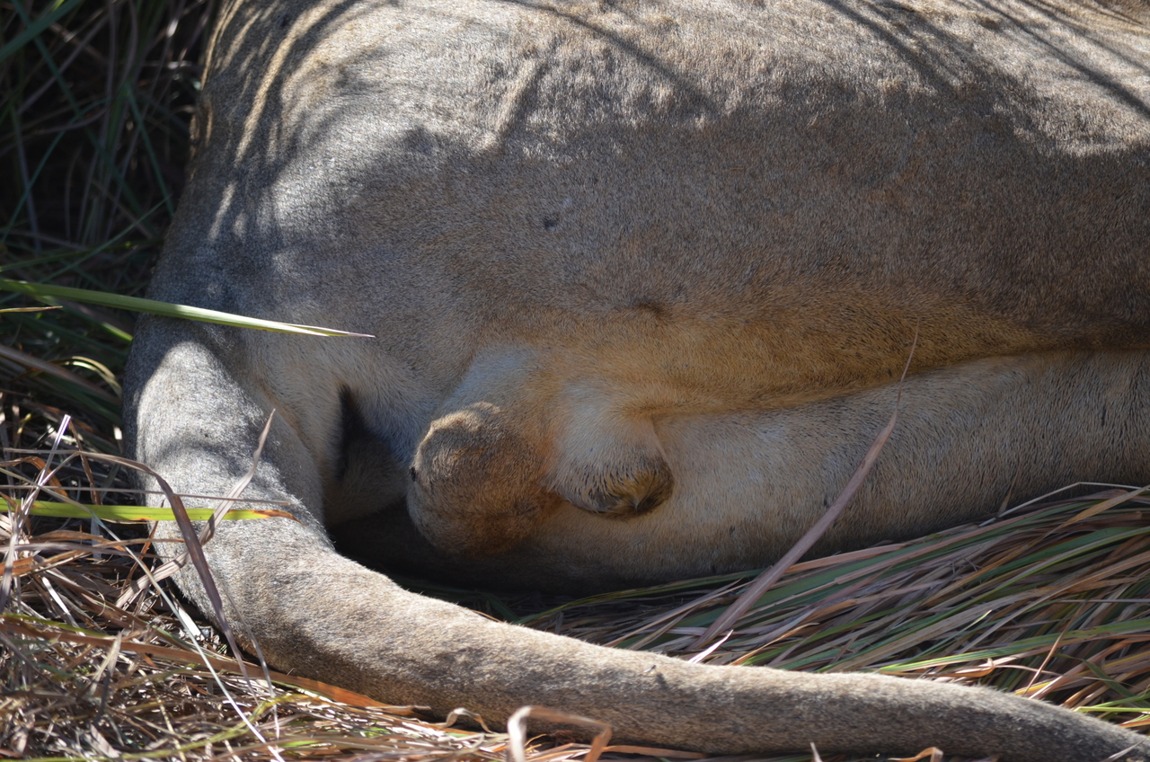 [17436] 2016_06_28_00_25_51_Africa_NIKON_D5100_IMG__05001.jpg