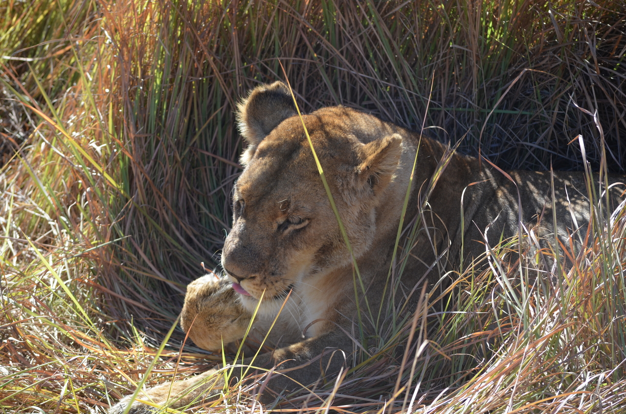 [17458] 2016_06_28_00_28_41_Africa_NIKON_D5100_IMG__05012.jpg