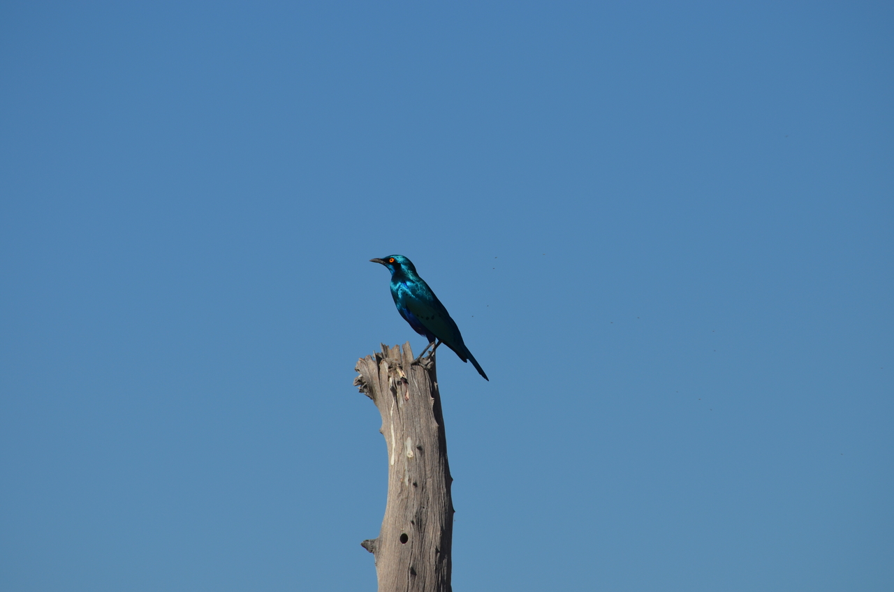 [17469] 2016_06_28_00_53_28_Africa_NIKON_D5100_IMG__00394.jpg