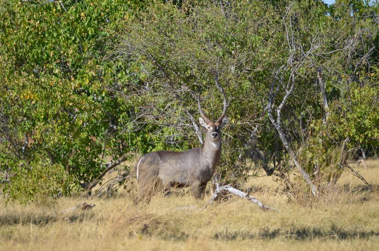 [17692] 2016_06_28_01_20_56_Africa_NIKON_D5100_IMG__00405.jpg