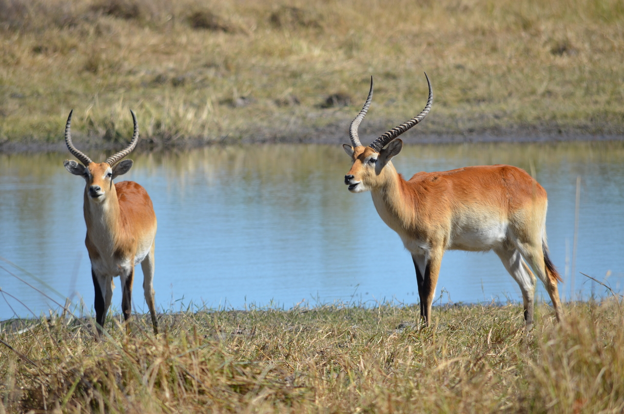 [17729] 2016_06_28_01_43_18_Africa_NIKON_D5100_IMG__05039.jpg