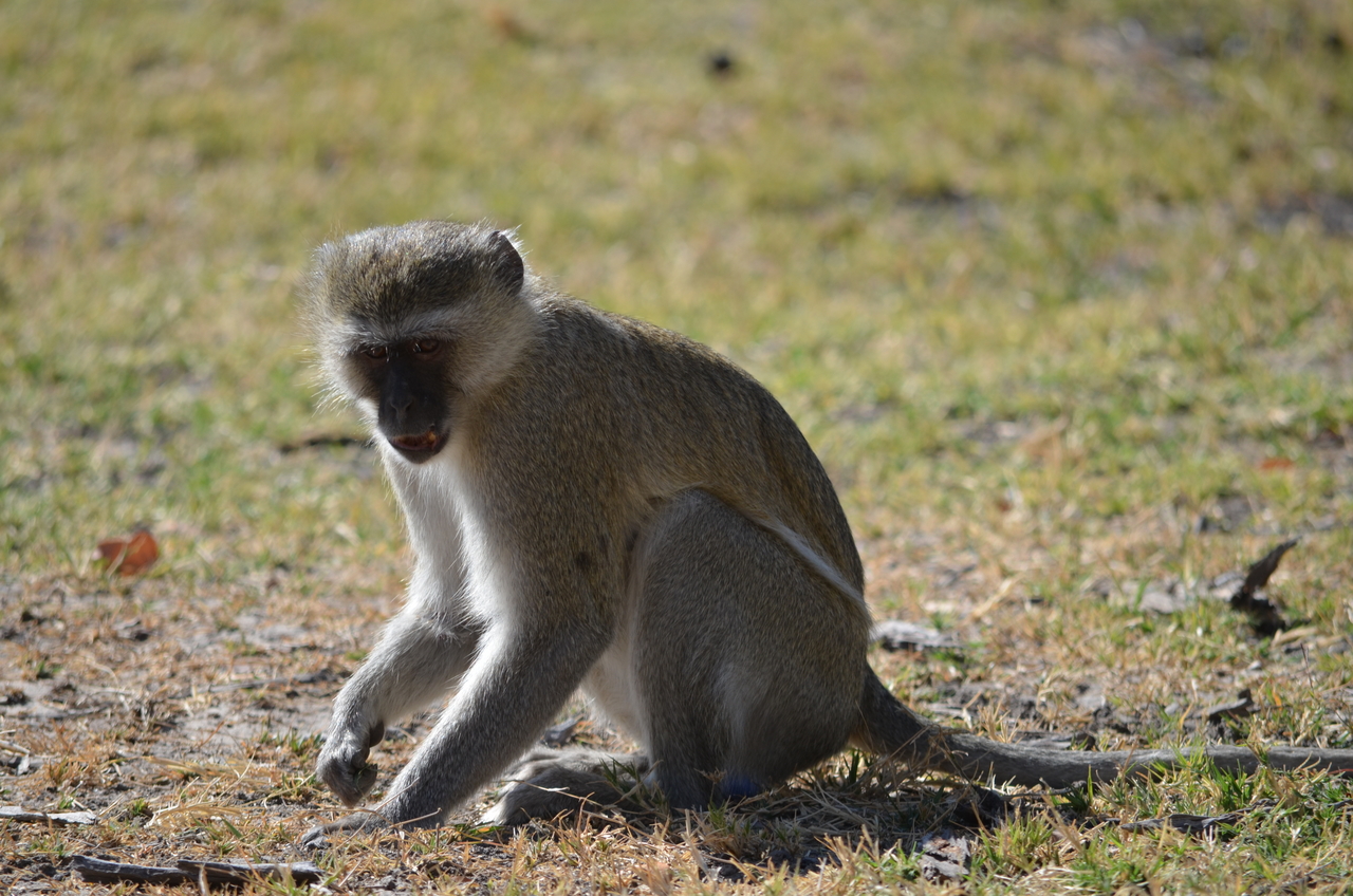 [20492] 2016_06_29_00_41_35_Africa_NIKON_D5100_IMG__05051.jpg