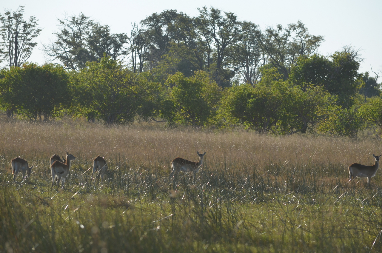 [21289] 2016_06_29_06_51_09_Africa_NIKON_D5100_IMG__05067.jpg