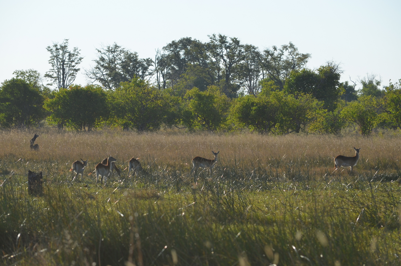 [21291] 2016_06_29_06_51_11_Africa_NIKON_D5100_IMG__05068.jpg