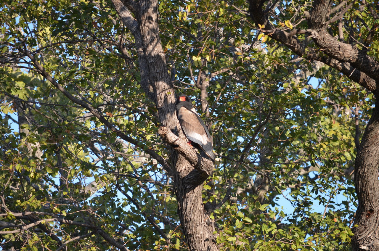 [21303] 2016_06_29_07_10_18_Africa_NIKON_D5100_IMG__05073.jpg