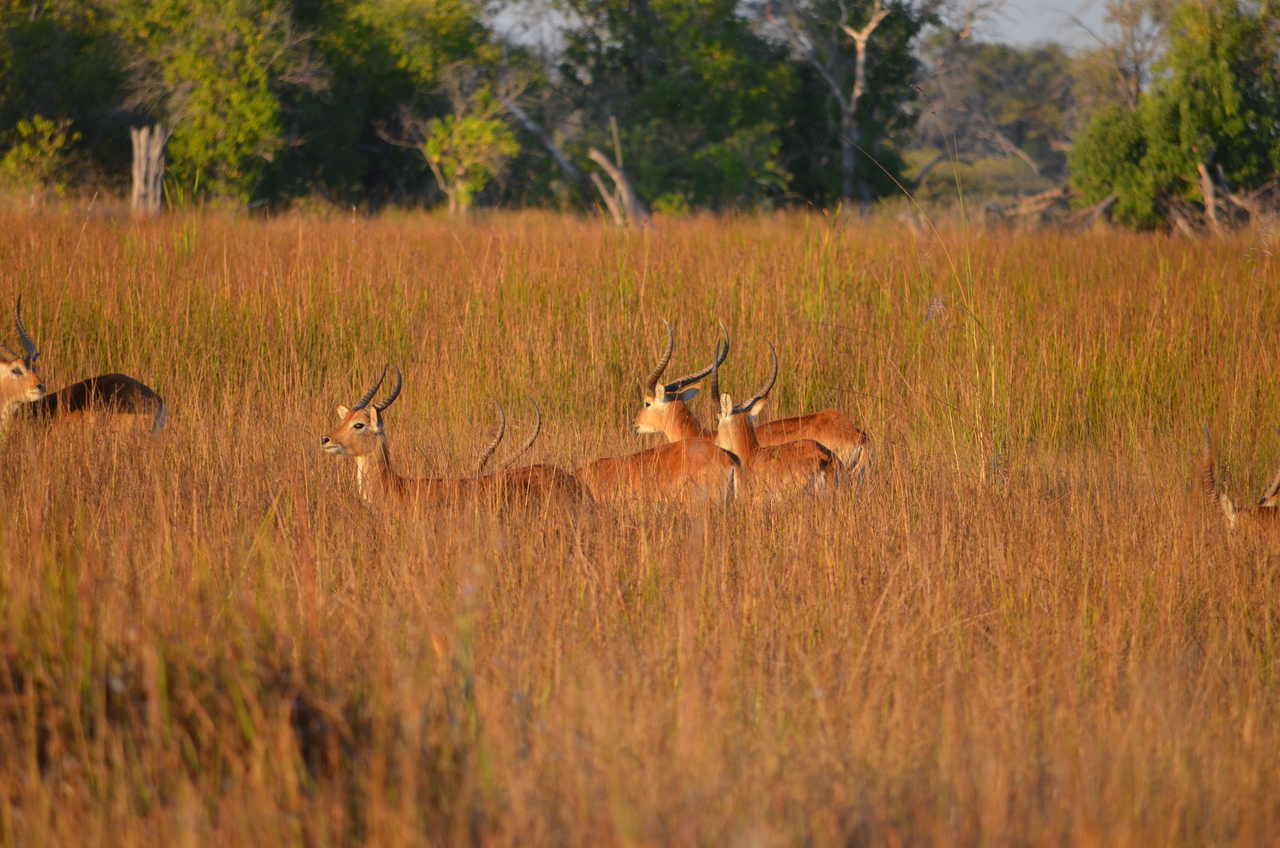 [21310] 2016_06_29_07_43_06_Africa_NIKON_D5100_IMG__05075.jpg