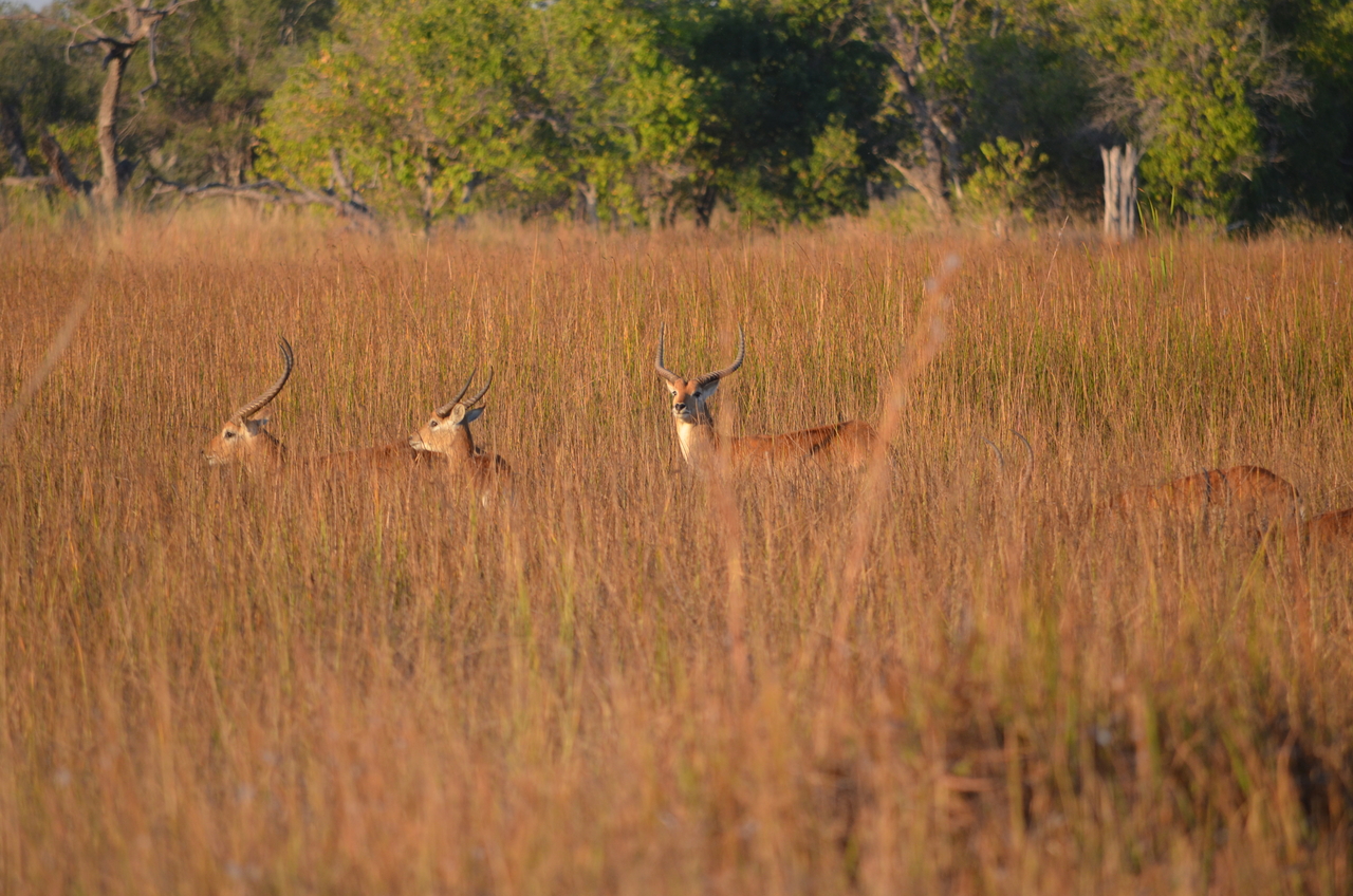 [21312] 2016_06_29_07_43_21_Africa_NIKON_D5100_IMG__05076.jpg
