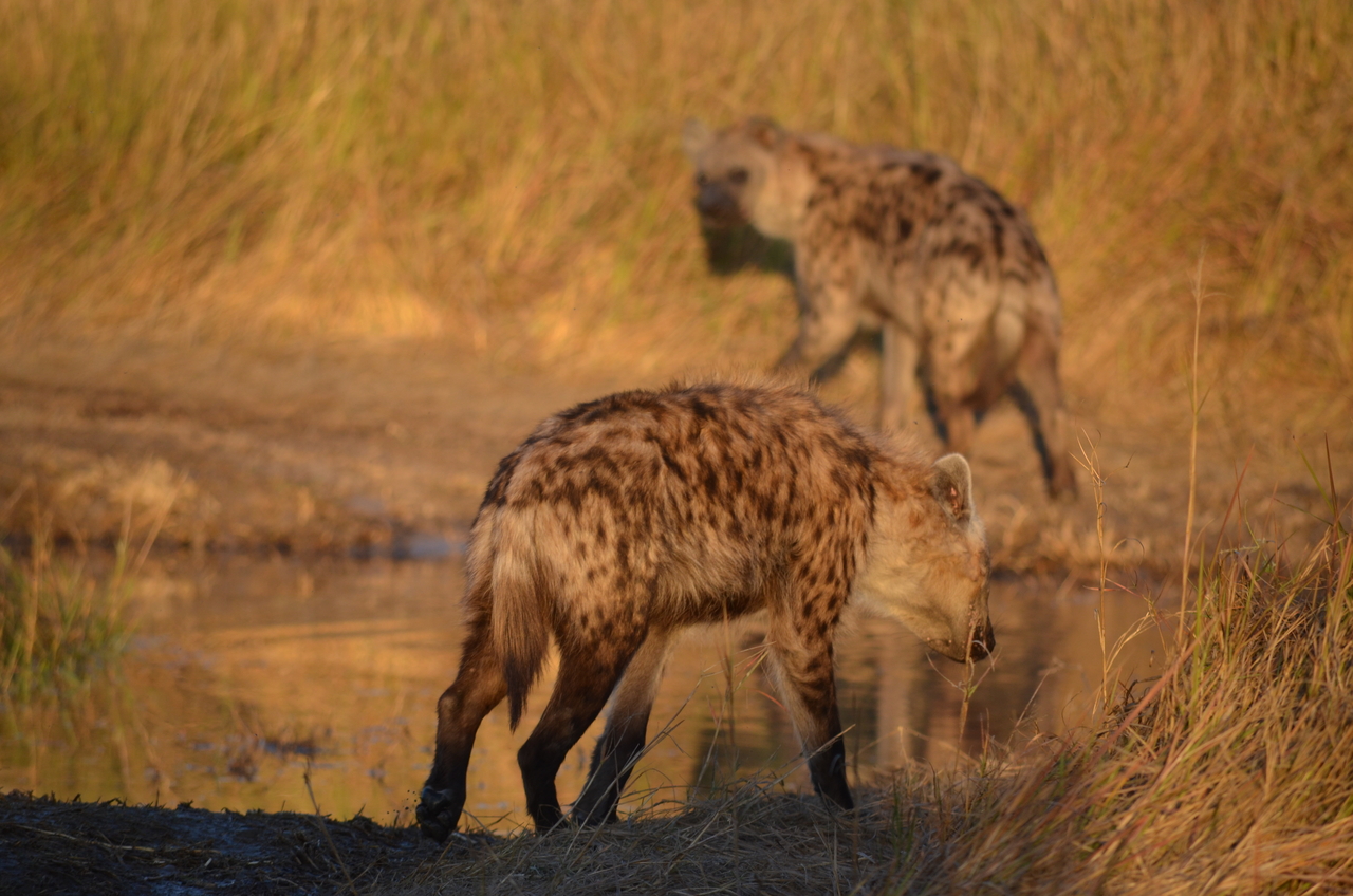 [21324] 2016_06_29_07_46_38_Africa_NIKON_D5100_IMG__05082.jpg