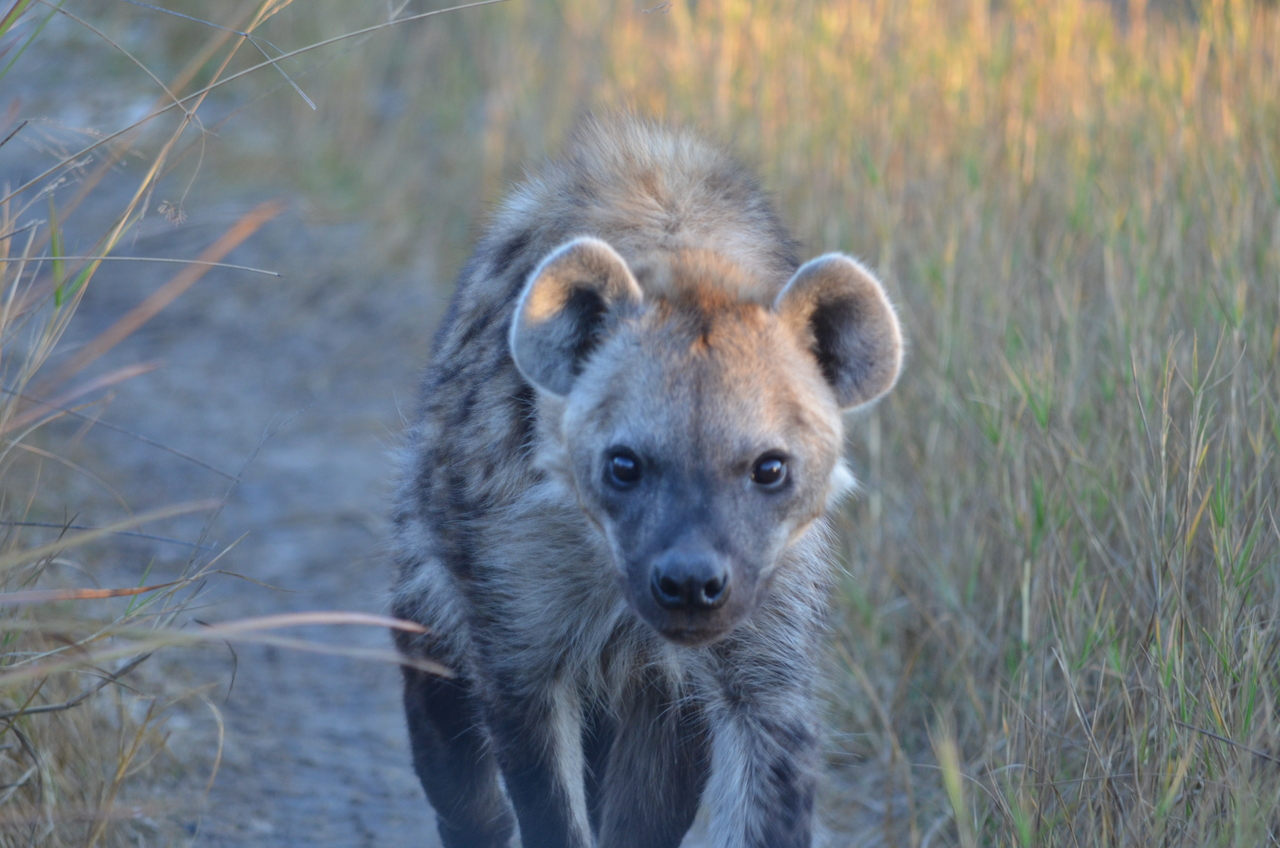 [21339] 2016_06_29_07_50_50_Africa_NIKON_D5100_IMG__00468.jpg