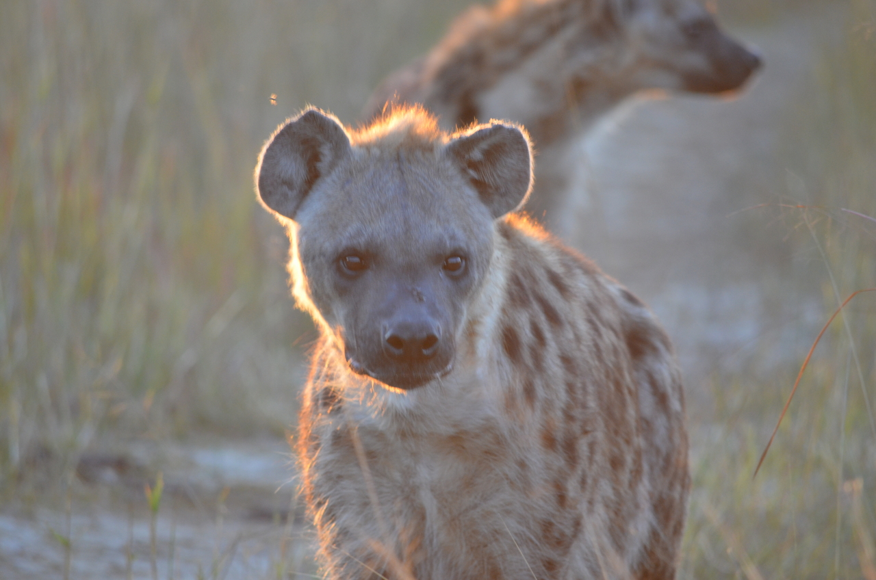 [21356] 2016_06_29_07_56_44_Africa_NIKON_D5100_IMG__05098.jpg