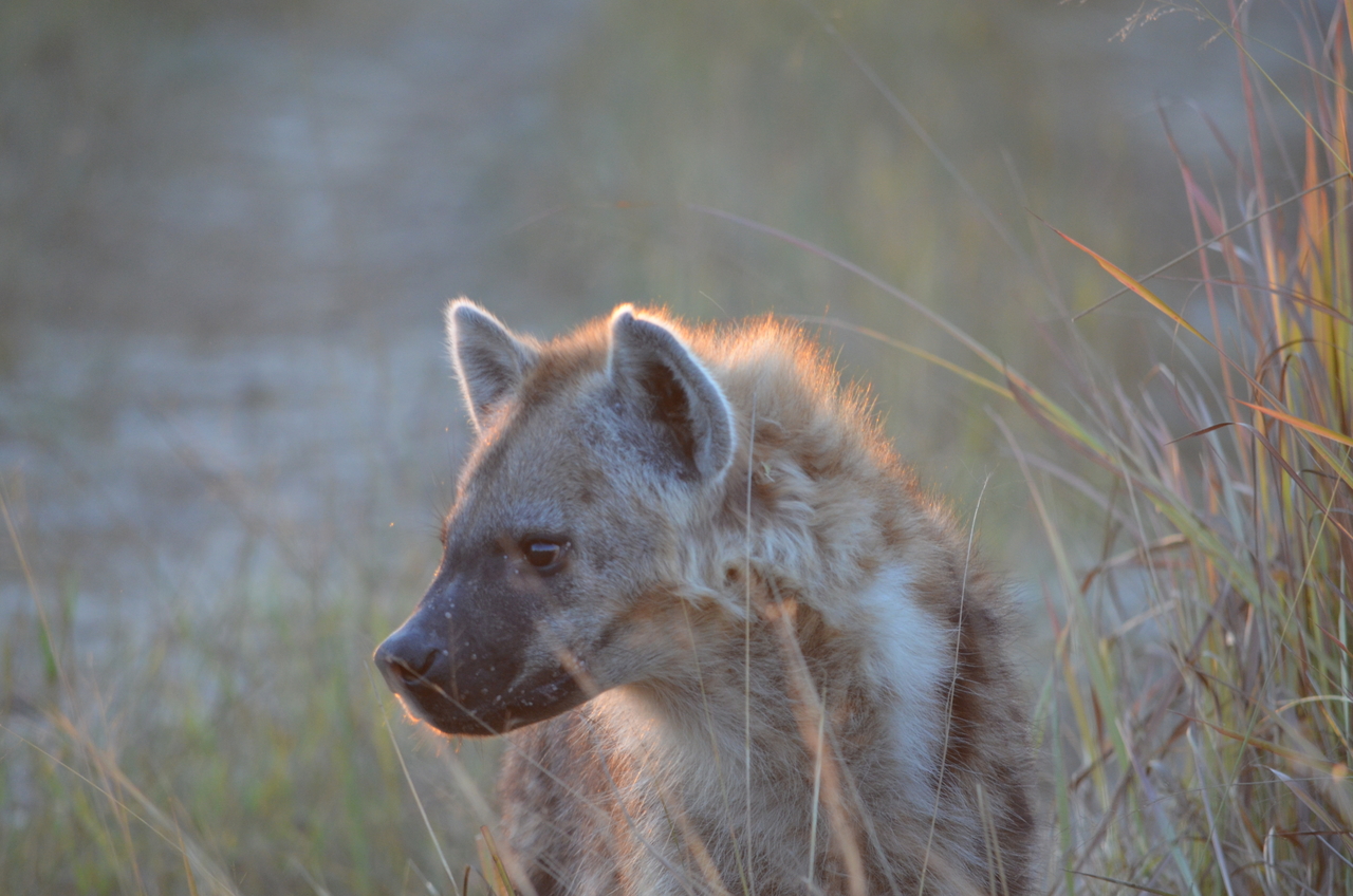 [21369] 2016_06_29_07_59_12_Africa_NIKON_D5100_IMG__00483.jpg