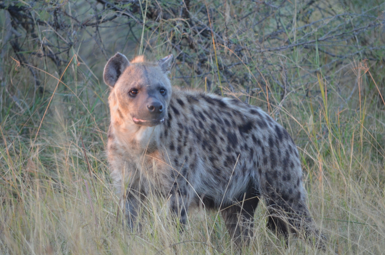 [21379] 2016_06_29_08_01_15_Africa_NIKON_D5100_IMG__00485.jpg