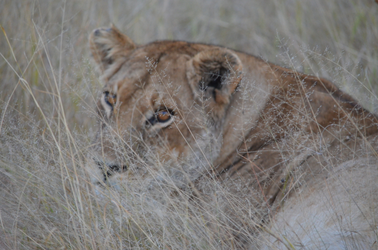 [21387] 2016_06_29_08_07_04_Africa_NIKON_D5100_IMG__00489.jpg