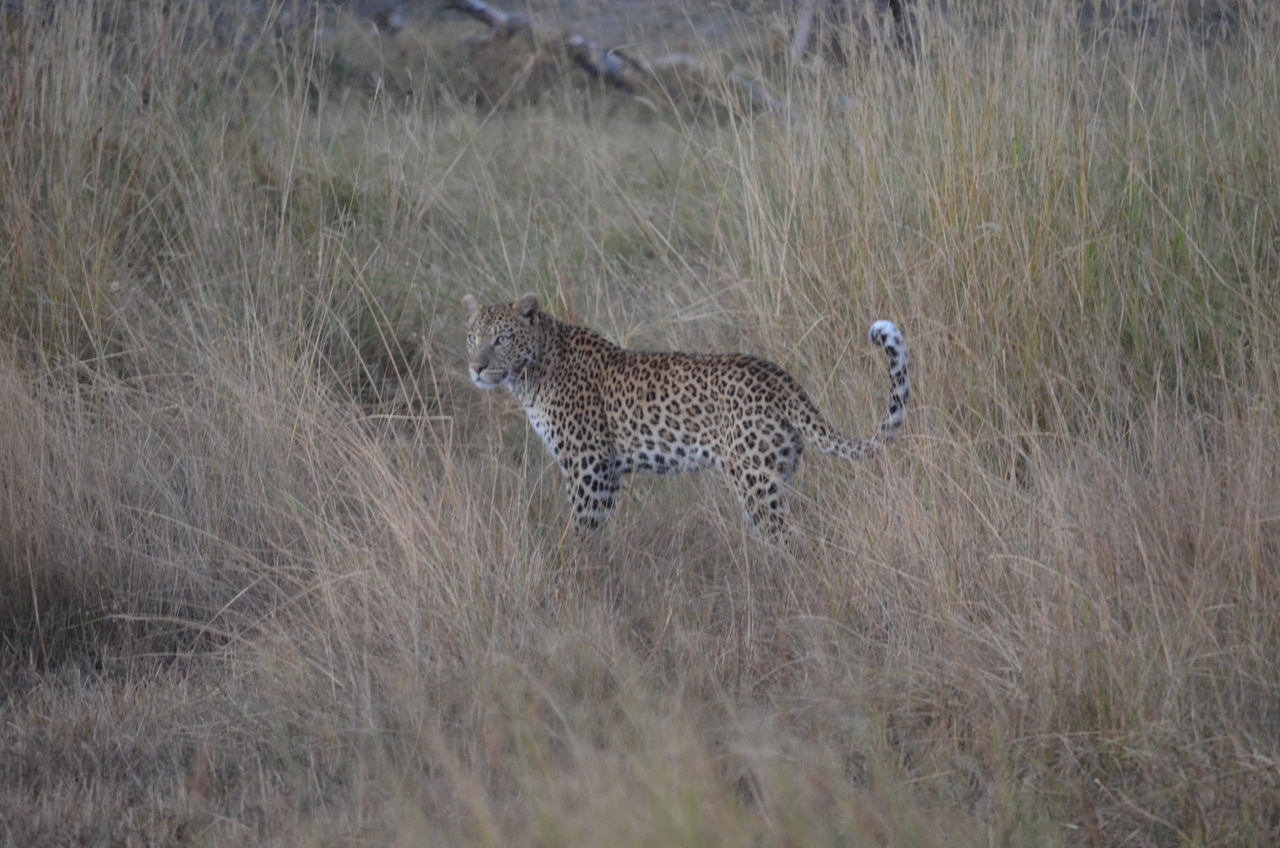[21405] 2016_06_29_08_18_49_Africa_NIKON_D5100_IMG__00498.jpg