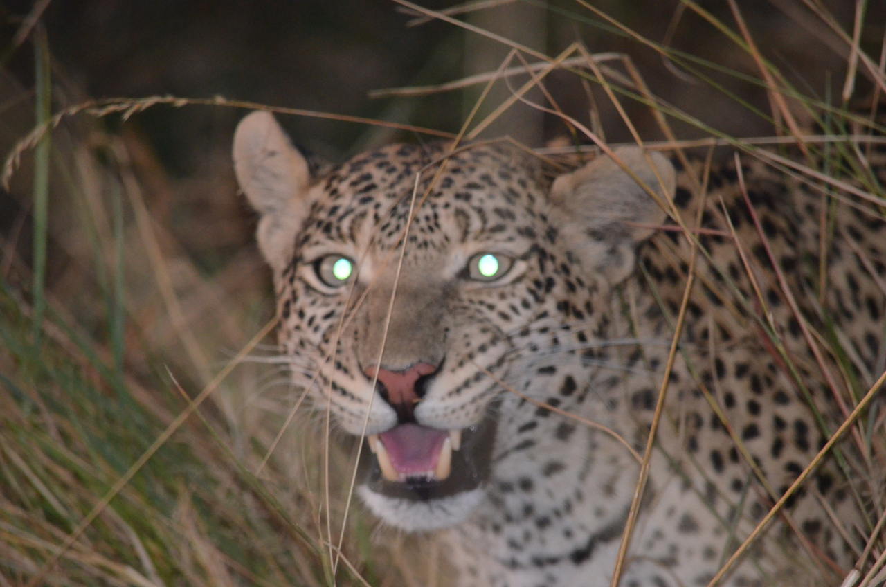 [21407] 2016_06_29_08_22_34_Africa_NIKON_D5100_IMG__00499.jpg