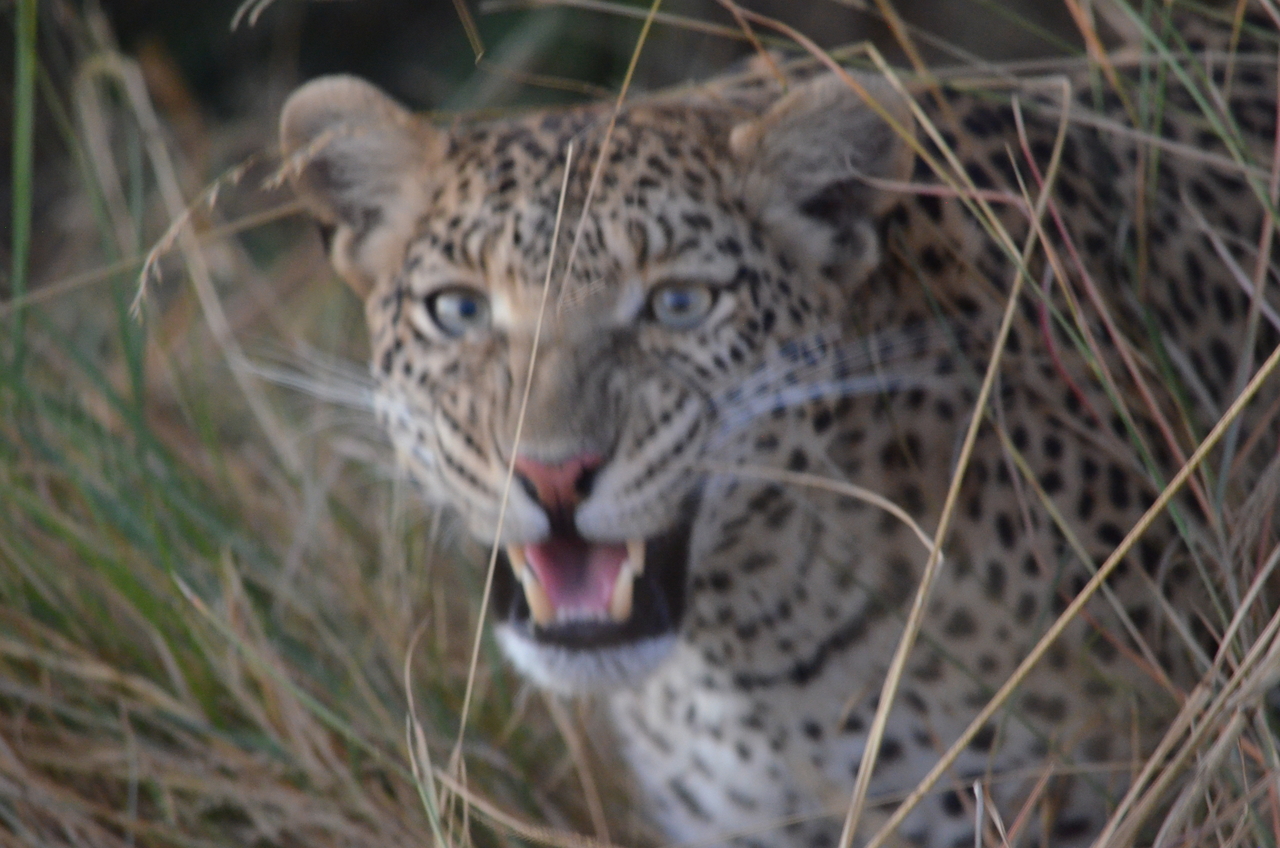 [21409] 2016_06_29_08_22_37_Africa_NIKON_D5100_IMG__00500.jpg