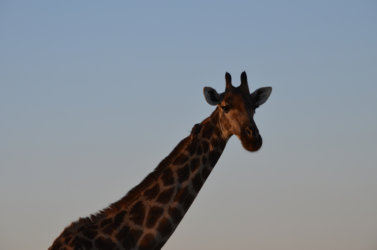 [22277] 2016_06_29_21_36_32_Africa_NIKON_D5100_IMG__05132.jpg