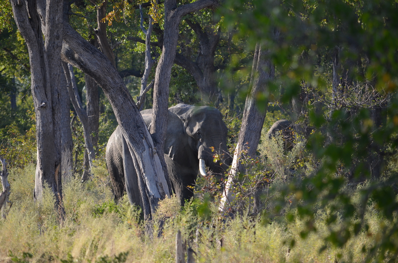 [22302] 2016_06_29_22_18_01_Africa_NIKON_D5100_IMG__00523.jpg