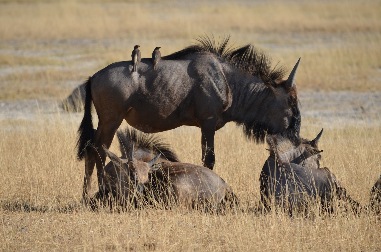 [22349] 2016_06_29_23_34_47_Africa_NIKON_D5100_IMG__05168.jpg