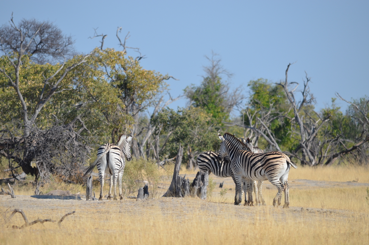 [22361] 2016_06_29_23_52_17_Africa_NIKON_D5100_IMG__05174.jpg