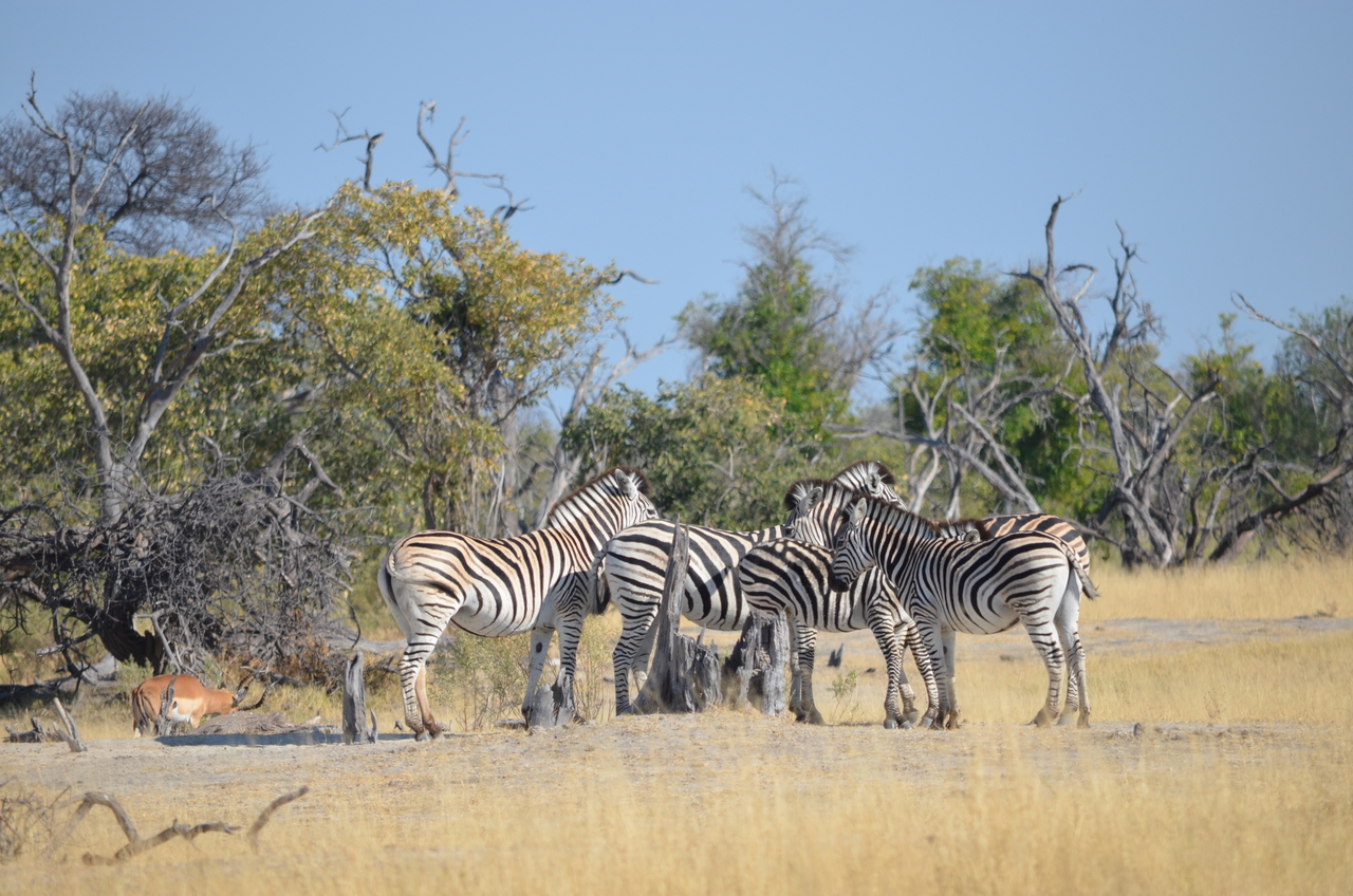 [22362] 2016_06_29_23_54_19_Africa_NIKON_D5100_IMG__00553.jpg