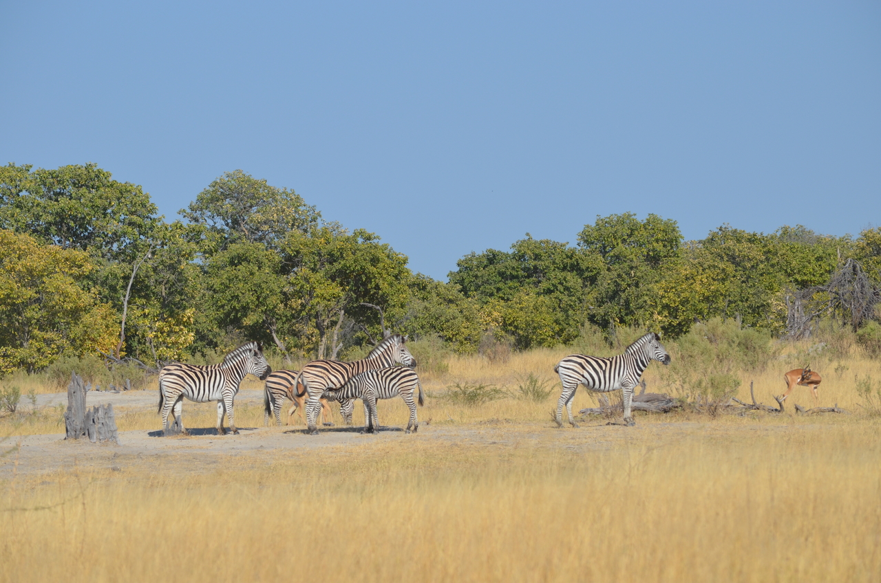 [22369] 2016_06_29_23_55_24_Africa_NIKON_D5100_IMG__05178.jpg