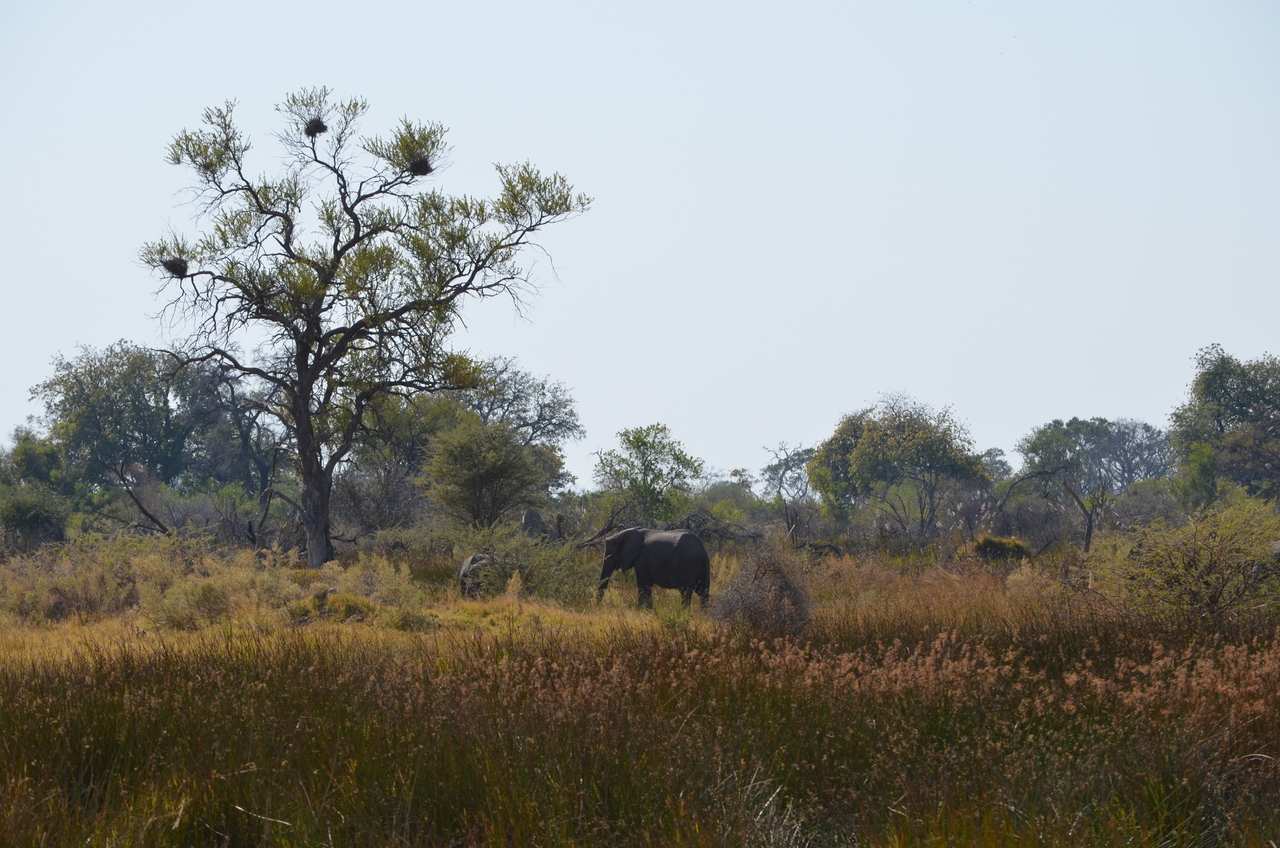 [22393] 2016_06_30_00_57_12_Africa_NIKON_D5100_IMG__05188.jpg