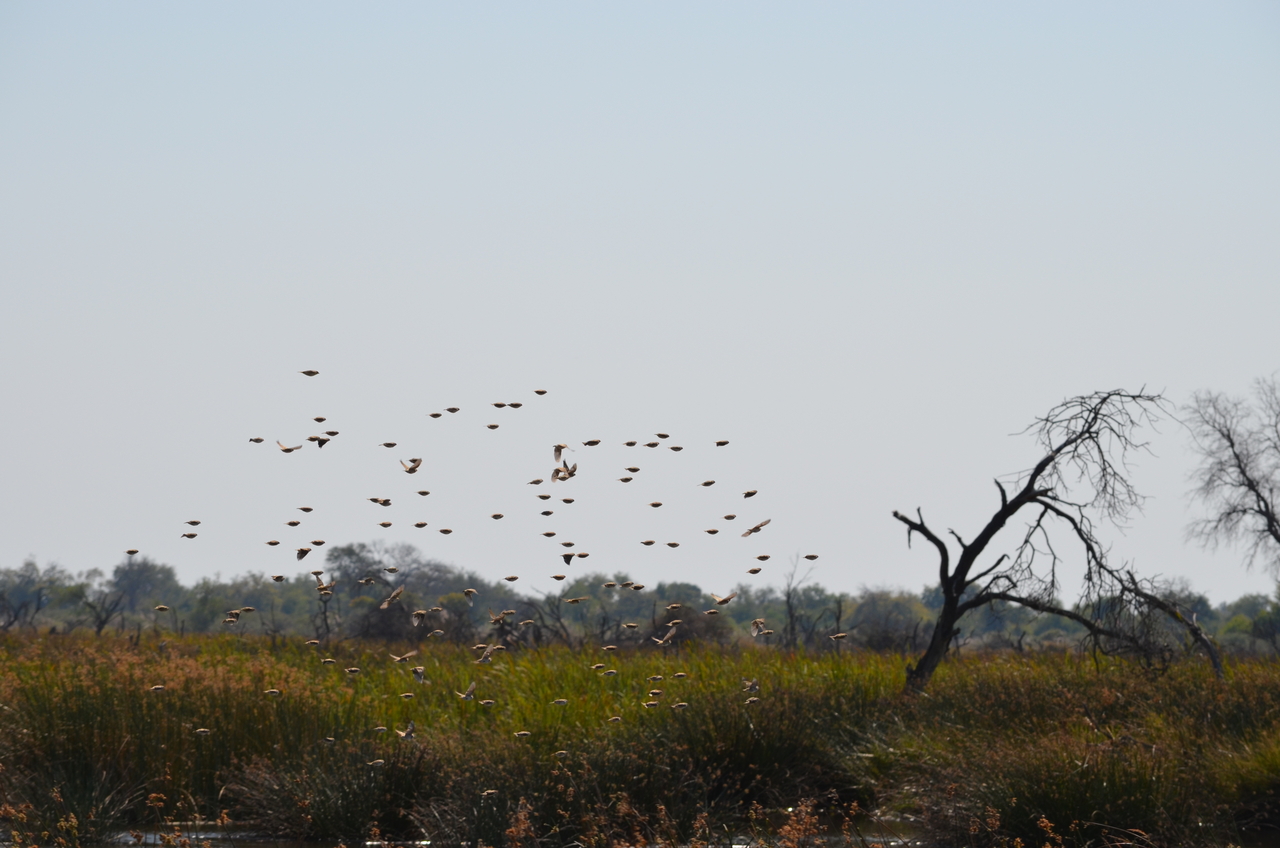 [22408] 2016_06_30_01_18_45_Africa_NIKON_D5100_IMG__00574.jpg