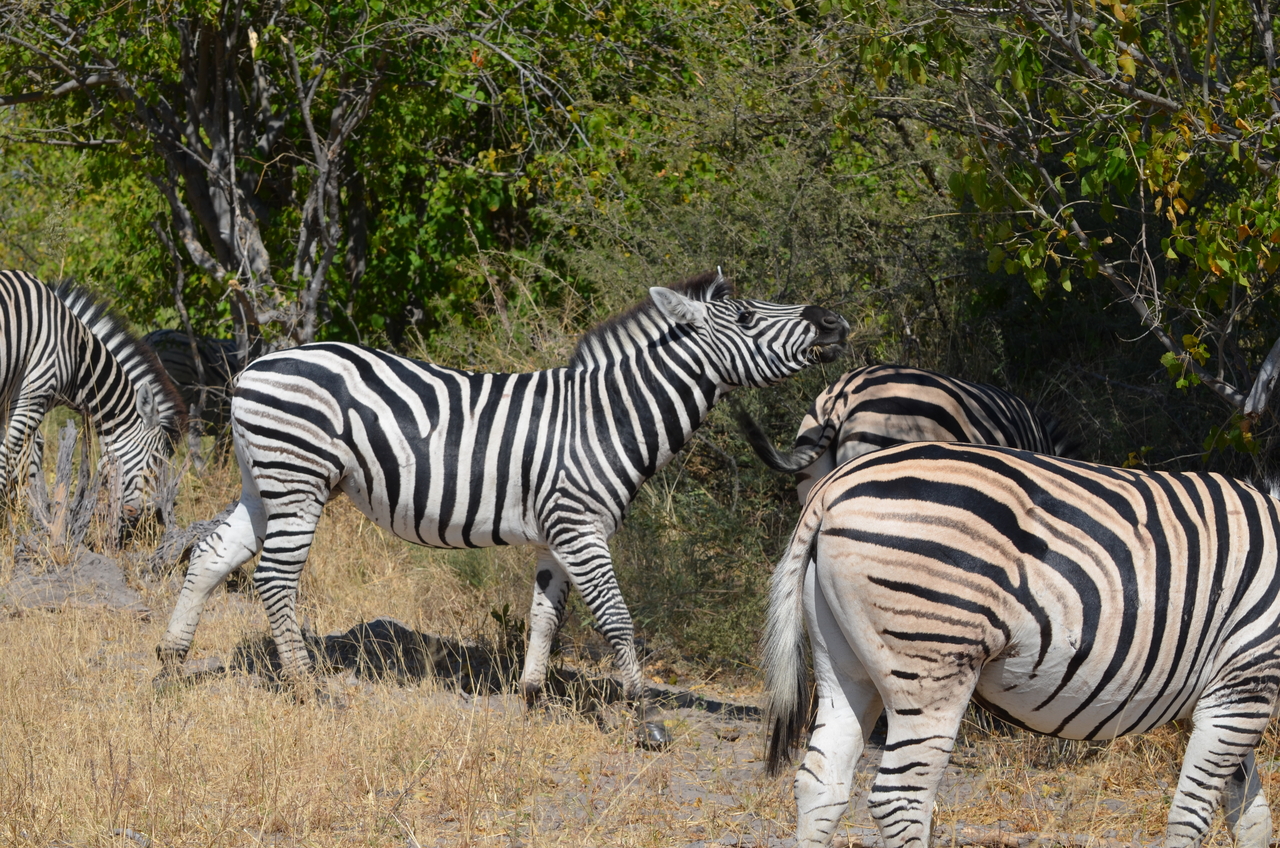 [22721] 2016_06_30_01_54_30_Africa_NIKON_D5100_IMG__05226.jpg