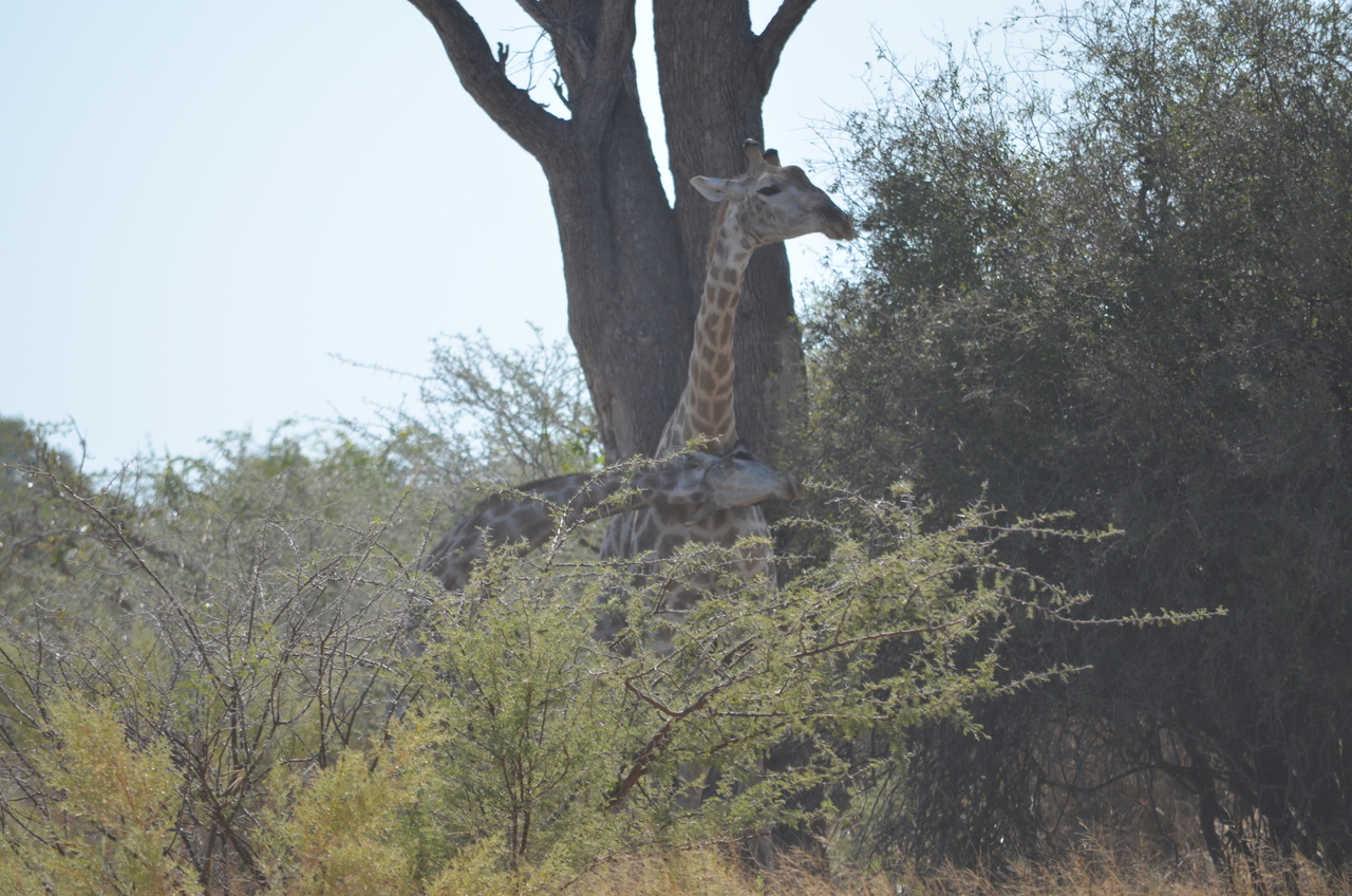 [22778] 2016_06_30_01_56_37_Africa_NIKON_D5100_IMG__00609.jpg