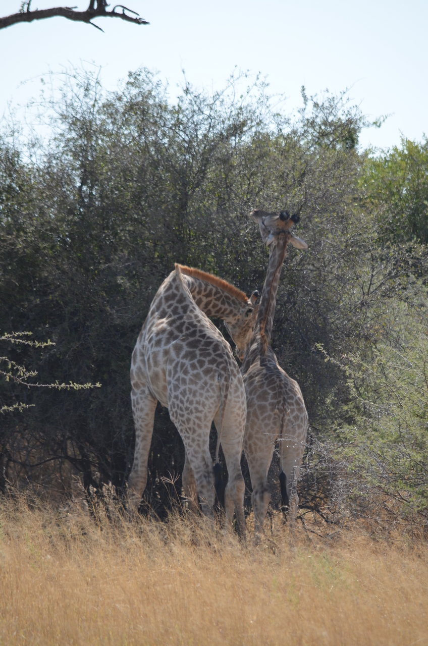 [22802] 2016_06_30_01_58_28_Africa_NIKON_D5100_IMG__00618.jpg