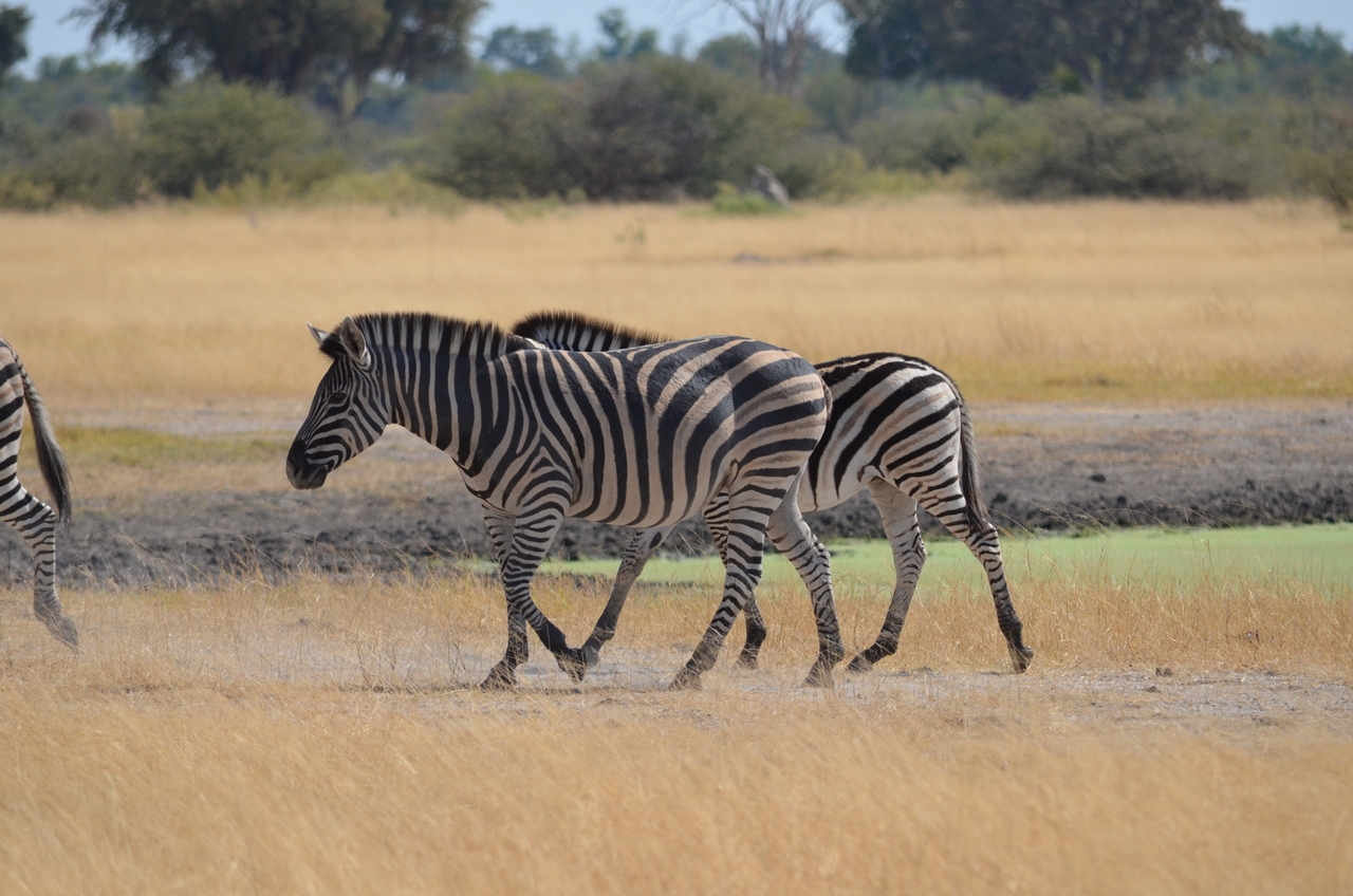 [22985] 2016_06_30_02_14_55_Africa_NIKON_D5100_IMG__00624.jpg