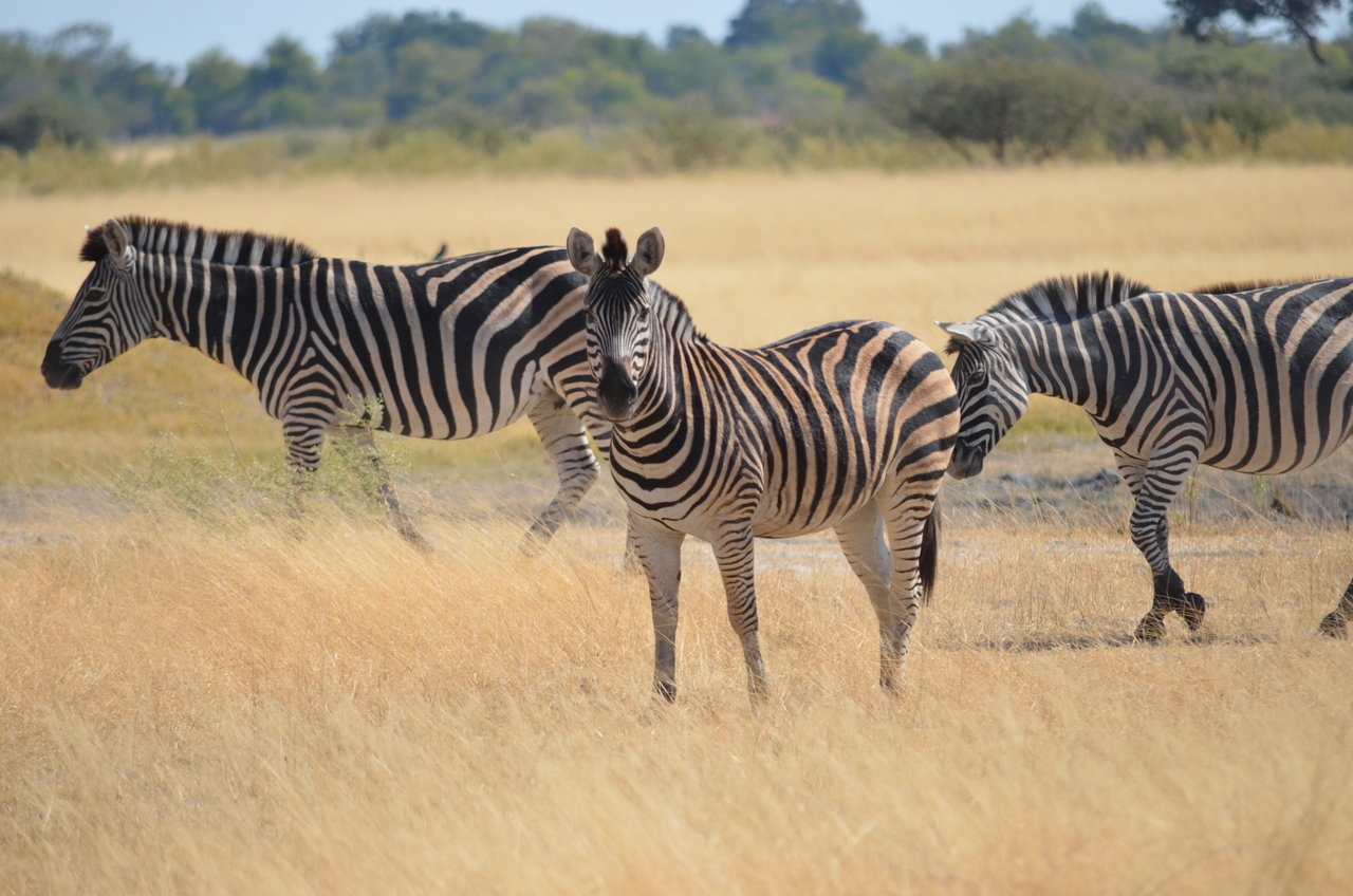 [22988] 2016_06_30_02_14_59_Africa_NIKON_D5100_IMG__05247.jpg