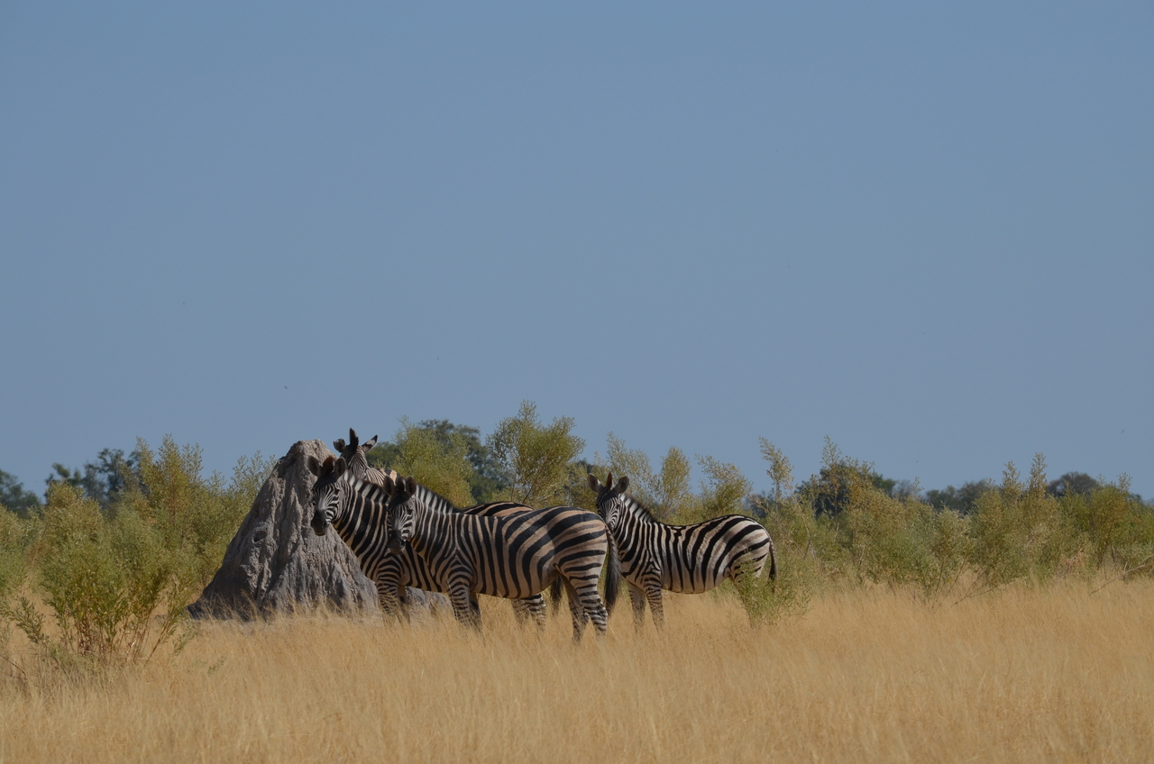 [23001] 2016_06_30_02_15_40_Africa_NIKON_D5100_IMG__00632.jpg
