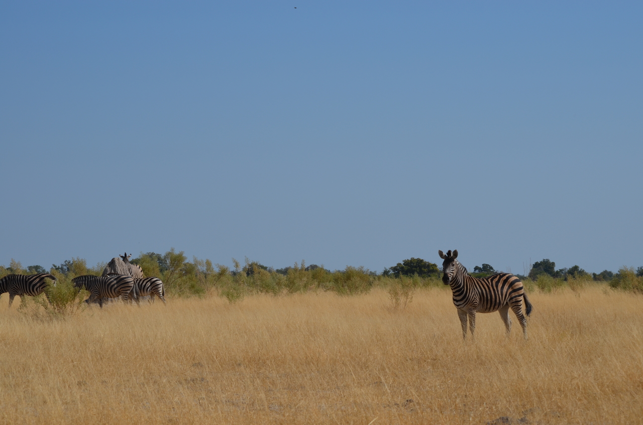 [23004] 2016_06_30_02_15_49_Africa_NIKON_D5100_IMG__05255.jpg