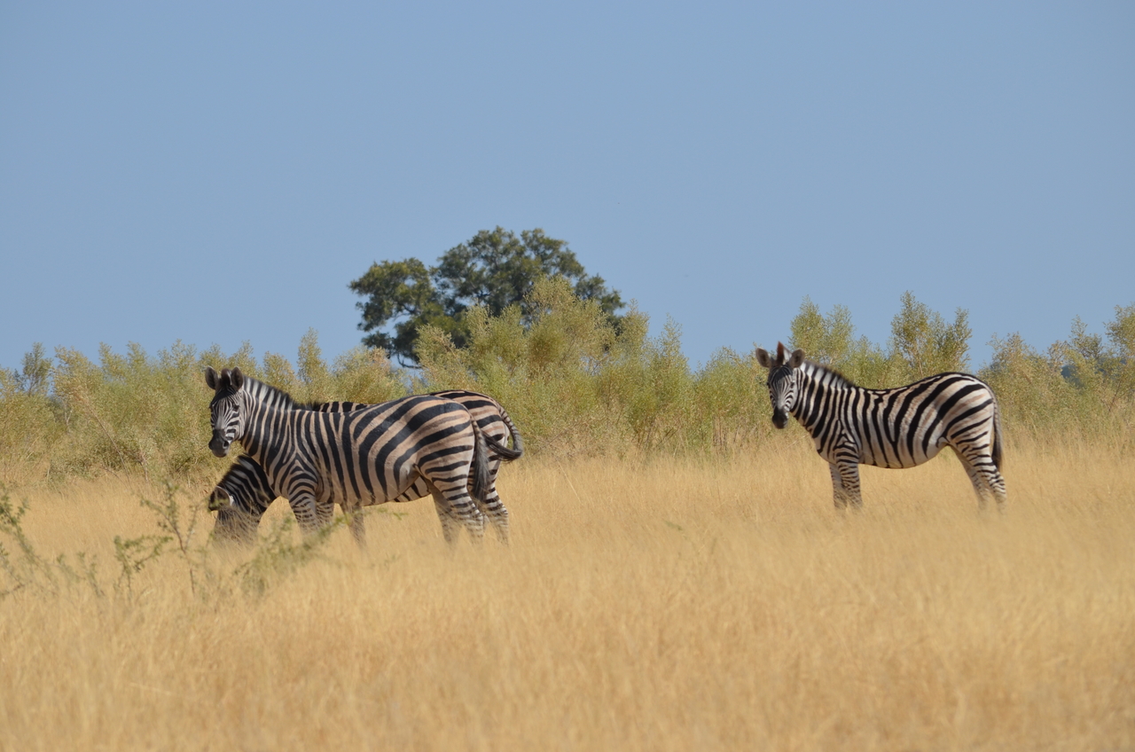 [23008] 2016_06_30_02_16_10_Africa_NIKON_D5100_IMG__05257.jpg