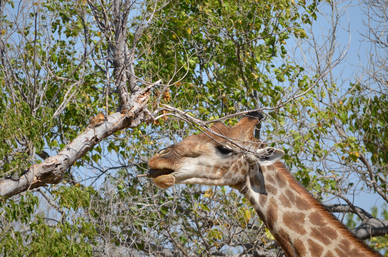 [23176] 2016_06_30_02_40_06_Africa_NIKON_D5100_IMG__05275.jpg